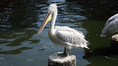 싱가포르 주롱 새공원 Wet Land - 싱가포르 첫번째 여행기 #11