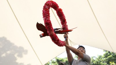 싱가포르 주롱 새공원 하늘 야심가 쇼 - 싱가포르 첫번째 여행기 #9