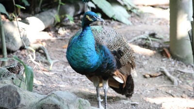 싱가포르 주롱 새공원 폭포가 있는 새장 - 싱가포르 첫번째 여행기 #12