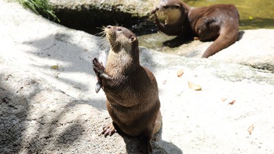 싱가포르 동물원, 차이나타운에서 입장권 구매하기 - 싱가포르 첫번째 여행기 #2