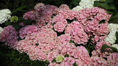 가든스 바이 더 베이 플라워 돔 (3) - 싱가포르 첫번째 여행기 #17