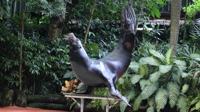 싱가포르 동물원 - 물개쇼, 원숭이 - 싱가포르 첫번째 여행기 #4