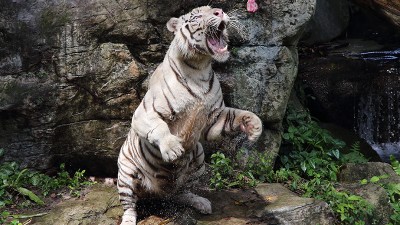 싱가포르 동물원 - 백호, 덤불 멧돼지, 하마, 아시아 코끼리 - 싱가포르 첫번째 여행기 #3