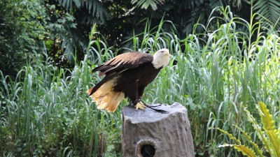 싱가포르 주롱 새공원 하늘의 왕 쇼 - 싱가포르 첫번째 여행기 #10