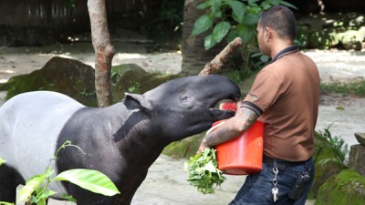 싱가포르 동물원 - 말레이언 테이퍼
